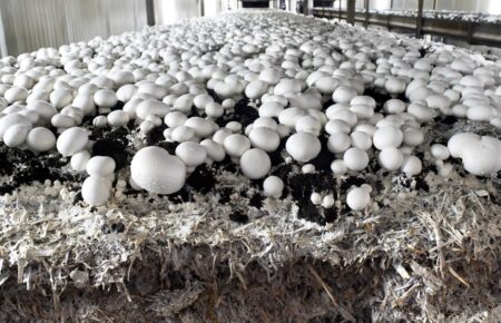 Key mushroom farm equipment — what needs to be on every modern farm?